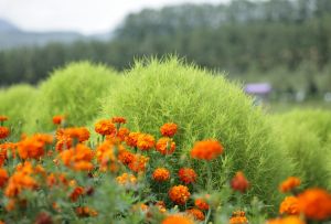 Kokhiya: hvordan vokse og bry seg (21 bilder)