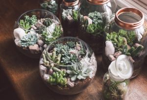 Florarium: caractéristiques de la création d'un mini-jardin derrière une vitre (62 photos)