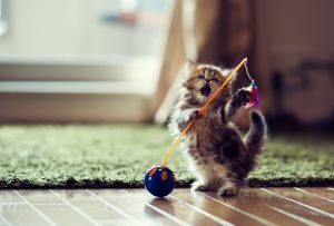 Reparation og dekoration af korridoren, hvis der er en kat eller hund i huset (57 fotos)