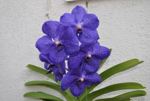 Orchid Wanda: kľúčové vlastnosti pestovania (23 fotografií)