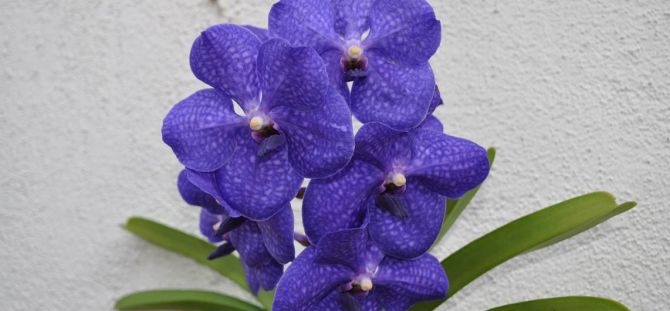 Orchid Wanda: belangrijkste kenmerken van het groeien (23 foto's)