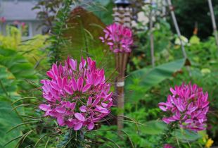 Λουλούδι Cleoma στον κήπο: έγχρωμη πυροτεχνήματα στον κήπο (21 φωτογραφίες)