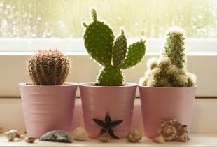 Homemade cactus sa interior (20 mga larawan)