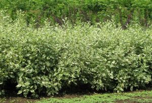 Derain i haven: regler for pleje (22 fotos)