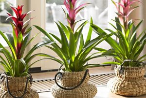 Guzmania flor - a beleza das florestas tropicais em sua casa (24 fotos)