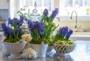 Hyacint: voorbodes van de lente op de vensterbank (23 foto's)
