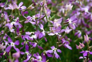 Mattiola: funktioner ved dyrkning og brug udvendigt (21 fotos)