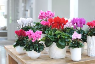 Cyclamen home: hoa nắng trong nội thất (20 ảnh)