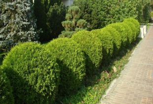 Hedge στην περιοχή (20 φωτογραφίες): όμορφο σχέδιο φράχτες