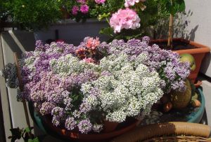 Lobularia i haven: et duftende 