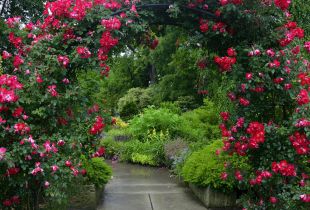 Λιανές για τον κήπο: μια όμορφη διακόσμηση οποιουδήποτε κήπου και πεζοδρομίου (20 φωτογραφίες)