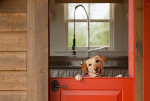 Døre til sommerhuse: udvælgelseskriterier (24 fotos)