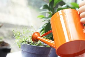 Vanding indendørs blomster: populære og lette måder