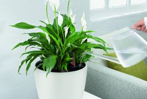 Spathiphyllum: «voile blanche» dans votre appartement (20 photos)