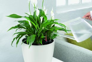 Spathiphyllum: «voile blanche» dans votre appartement (20 photos)