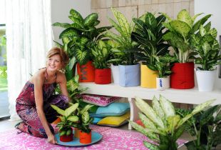 Dieffenbachia: výsadba a starostlivosť o izbovú rastlinu (18 fotografií)