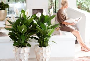Home indoor plants in pots (95 photos): decor options