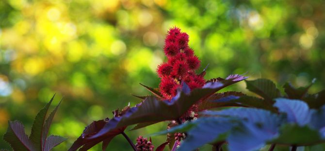 Ricinusoljeanlegg i hagen: hvordan dyrke en eviggrønn plante (23 bilder)