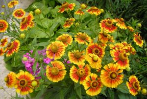 Gelenium - une décoration exquise et lumineuse du jardin d'automne (23 photos)