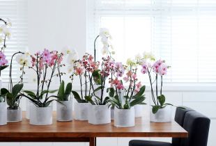 Maison Phalaenopsis: fleur tropicale en ville (24 photos)