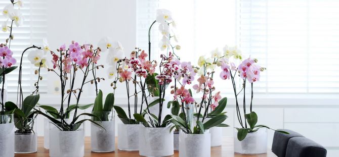 Phalaenopsis home: tropical flower in the city (24 photos)