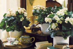 Krøllede stueplanter i det indre: pleje og placering (28 fotos)