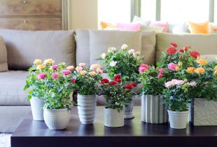 Indoor Rose - anmutige Schönheit mit zarten Blütenblättern (21 Fotos)