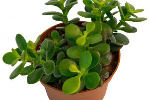 Árvore do dinheiro no interior (19 fotos): atraímos bem-estar à casa