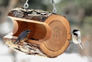 Ασυνήθιστοι τροφοδότες πουλιών: φροντίζοντας τους γείτονές σας (21 φωτογραφίες)