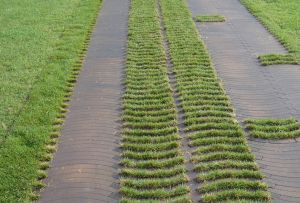 The lawn grill is an ideal option for creating natural green paths in the country (20 photos)