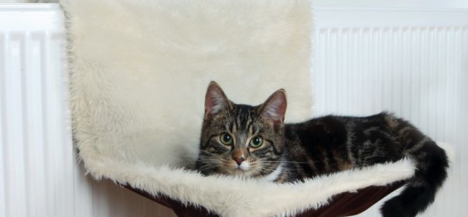 Hangmat voor een kat: hoe doe je het zelf? (56 foto's)