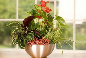 Maranta: de vigtigste sorter og regler for pleje af en plante (24 fotos)