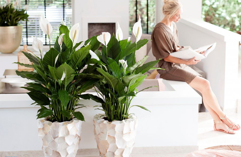 Vakre innendørs planter vil gjøre terrassen mer behagelig