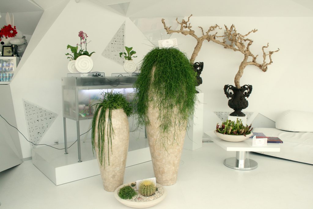 Decorate your home with different plants