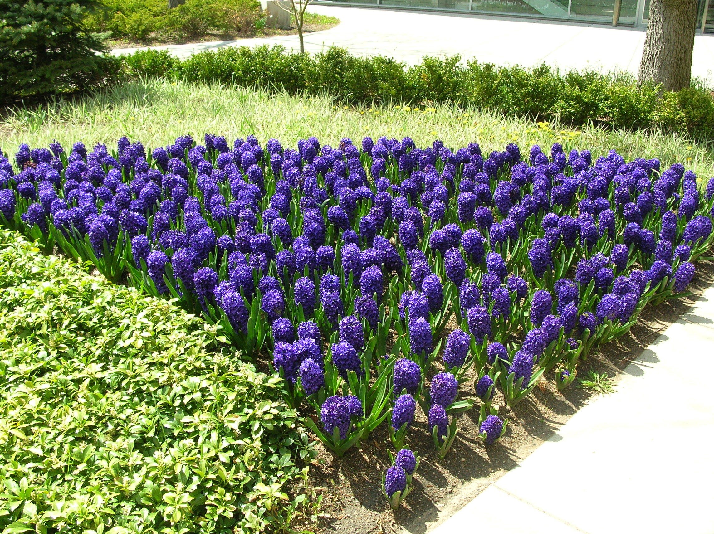 Μπλε υάκινθος σε ένα λουλούδι στον κήπο
