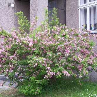 Pembe çiçekli güzel büyük çalı