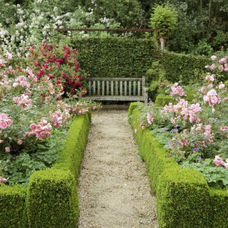 Rosari da giardino con cordolo vivace