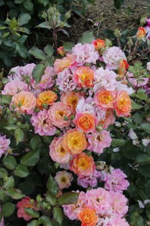 Rose in campagna