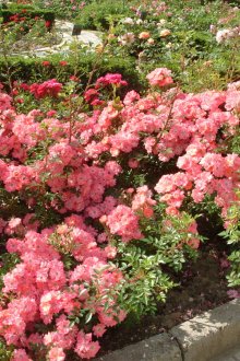 Aiuole di rose nel paese