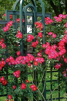 Siepe con rose