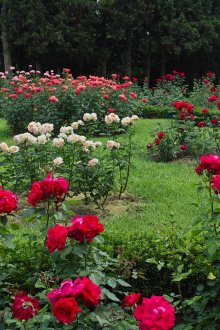 Cespugli di rose nella progettazione del sito