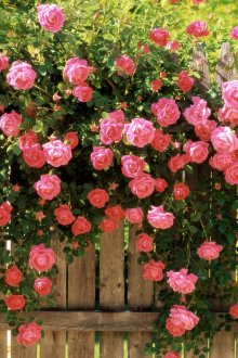 Rose come decorazione del recinto del sito