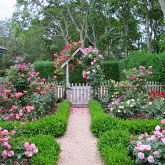 Rose per tingere la trama e la recinzione