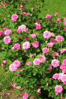 Cespugli di rose nella progettazione del paesaggio