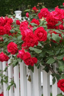 Rose rosse per decorare la recinzione