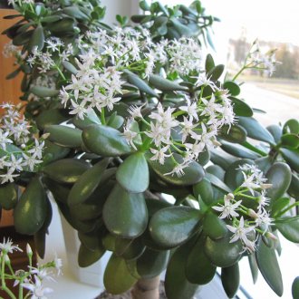 Çiçekli Crassula