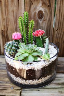 Cactus Florarium