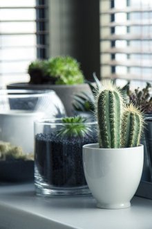Cactos e outras plantas no peitoril da janela