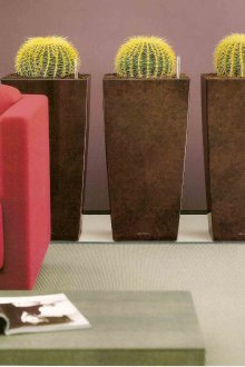 Cactos em vasos grandes na sala de estar