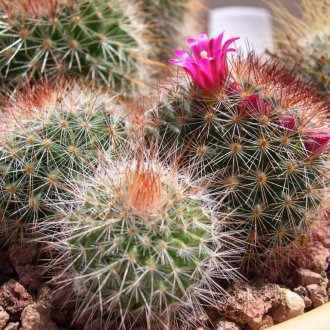 Flor de cacto